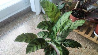 CALATHEA KUNSUN-COMO CUIDAR