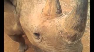 Bliksem the Black Rhino at Sanwild Sanctuary