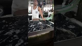 LIVE TILAPIA FISH #shorts #tilapia #tilapiafish #philippines2024 #travelshorts