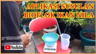 APLIKASI SUSULAN KOLAM BIOFLOK IKAN NILA MERAH