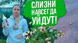 Как избавиться от слизней на участке. 5 лучших способов борьбы со слизнями.