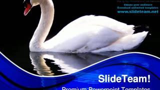 Swan Reflected Animals PowerPoint Templates Themes And Backgrounds ppt designs