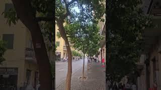 orange trees in Italy