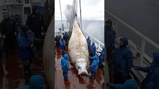 Giant Sea Monsters Caught by Fishermen! #GiantSeaCreatures #FishingDiscoveries #OceanMysteries