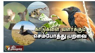 கொடைக்கானலில் அதிகம் காணப்படும் செம்போத்து பறவை! | Birds | Kodaikanal | PTT