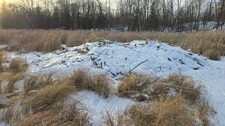 Trapping a Secondary Beaver Lodge with H Stands (Huge Beaver Caught)