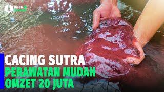 Cara Budidaya Cacing Sutra Agar Menghasilkan OMZET 20 JUTA