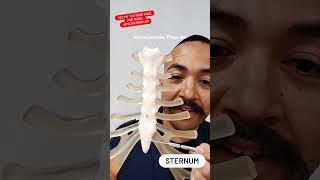 Sternum