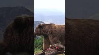 DEV BOZ AYI DOMUZU PARÇALIYOR! | GIANT BROWN BEAR DISMEMBER WILD BOAR!