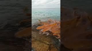 shark eating       thinadhoo island                                                (sv news lanka )