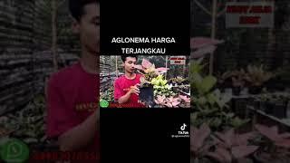 aglonema Papua harga terjangkau tanaman aglonema Papua 