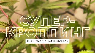 СУПЕРКРОППИНГ | техника тренировки растений