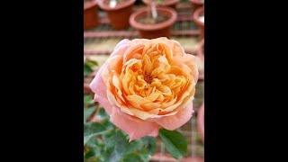 EDROSES/ Роза    Викториан Сикрет (Victorian Secret) , Нидерланды  2017 .Premium Garden Roses.