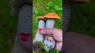 Mushroom foraging #shorts - Orange birch Bolete | Orange Cap | Funghi | #mushroom #foraging #edible