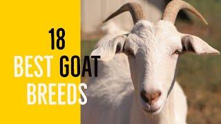 18 Best Goat Breeds for Milk and Meat Production