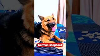 double coat german shephard dog || german shephard dog double coat || #shorts #youtubeshorts #viral