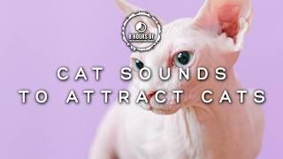 Cat Sounds to Attract Cats | Cats Meowing to Attract Cats | Cat Sounds to Scare Mice Kittens Meowing