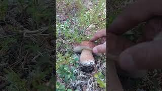 #грибы #боровики #Mushrooms