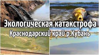 Экологическая катастрофа реки Кубань 2021 Отравленная река Кубань в Краснодарском крае | Катаклизмы