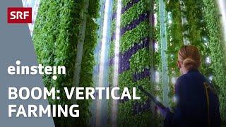 Öko-Hype – ist Vertical Farming die Zukunft von nachhaltigem Gemüseanbau? | Einstein | SRF