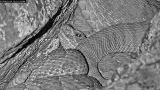 What is crawling on these rattlesnakes at night?