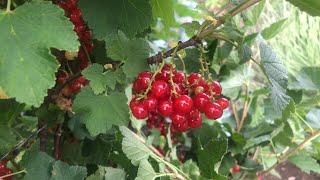 COMO É A  FRUTA GROSELHA VERMELHA#curiosidades