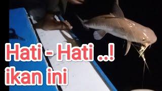 mancing malam hati hati ikan ini