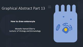 Graphical Abstract Part 13: How to draw enterocyte