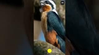 Collared falconet