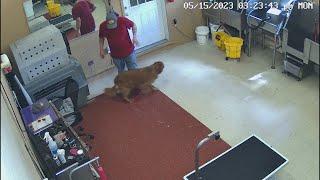 Video shows Santa Fe groomer punching, pulling dogs