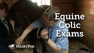 Equine Colic Exams