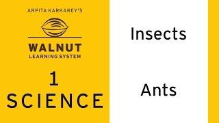 1 Science - Insects - Ants