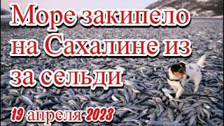 Закипело море на Сахалине из за нашествие сельди и мойвы