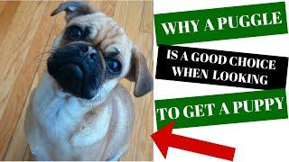 Why A Puggle Is A Good Choice When Looking To Get A Puppy