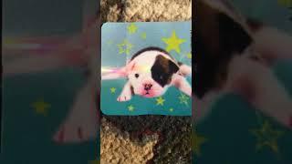 Cute puppy sticker!!