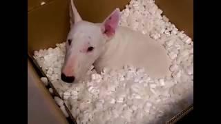 Compilation of Funny, Cute, Crazy And Epic Moments Bull Terriers Dogs [Viral Video] | Go, Walter!!!