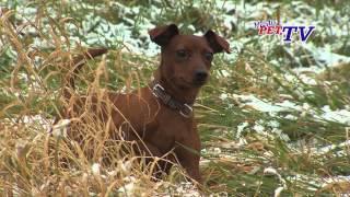 Zwergpinscher: Informationen zur Rasse