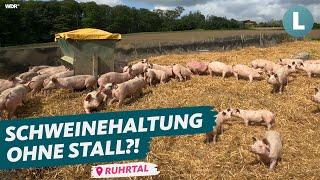 Schweine-Massentierhaltung unter freiem Himmel - wie geht das? | WDR Lokalzeit Land.Schafft.