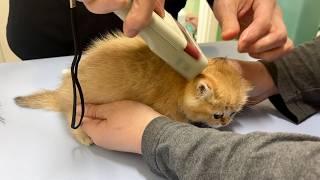 Kitten Toppo was quiet at the hospital, but when he came home, he was furious.