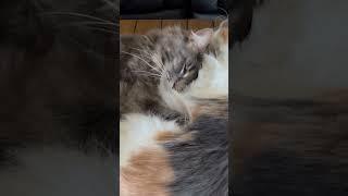 Maine Coon Caring For Her Big Brother