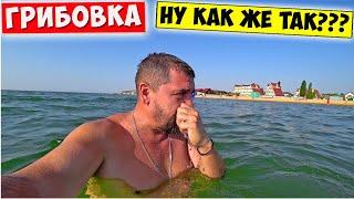 ГРИБОВКА 2021. НУ КАК ЖЕ ТАК???