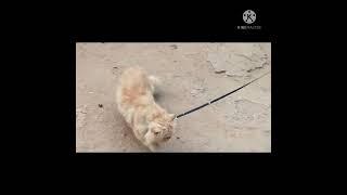 Cute Cate Walk vedioSong :chimmi chimmi thilangunna