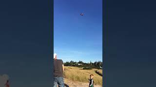 3 year old flys a kite