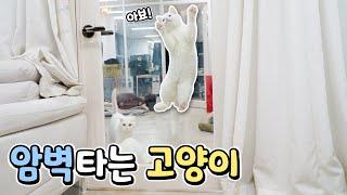 10m 뛰어넘는 고양이 챌린지 몰아보기 | 고양이산책