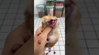 funny hamster    viral videos #viral #trending #shorts #youtubeshorts