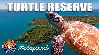 GREEN TURTLES of MADAGASCAR. Drifting Ep. 77