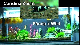 Caridina Panda x Wild. Die ersten Zwerggarnelen Nachkommen sind da und Nachkommen der Kreuzungen