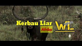 Kerbau Kerbau _ Video Kehidupan Kerbau Afrika (Whir Latandrank)