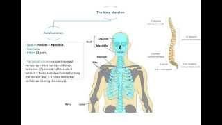 Bony Skeleton - Dr.Ahmed Farid