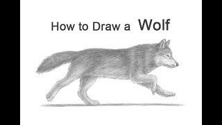 How to Draw a Wolf (Running)